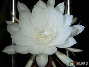 昙花吃瓜后续,揭秘花界奇闻，探寻神秘瓜果之谜