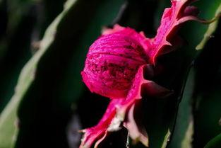 今日立秋几点吃瓜,揭秘今日立秋最佳吃瓜时间