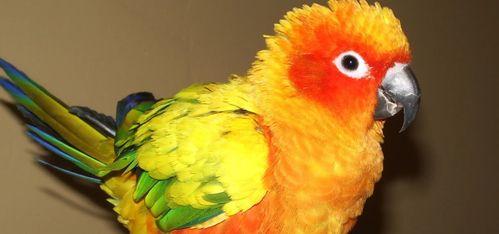 鹦鹉吃瓜群众视频真实,揭秘真实搞笑的宠物日常