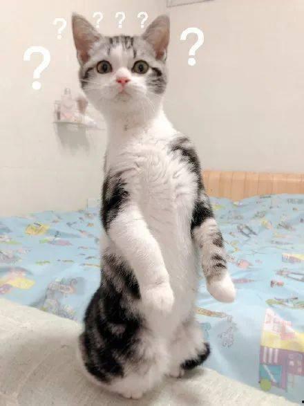 无情的吃瓜猫咪,揭秘网络时代的“吃瓜群众”现象