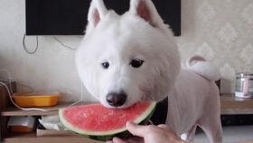 萨摩吃瓜图,萌宠瞬间，笑翻网友