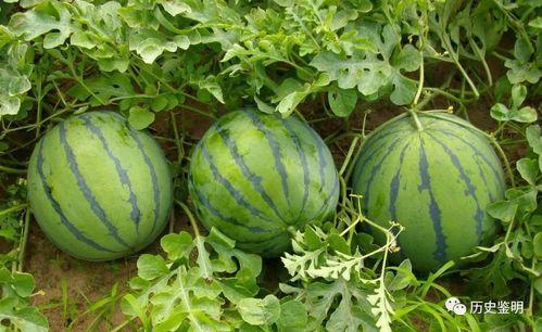 路语吃瓜,揭秘娱乐圈那些不为人知的幕后故事