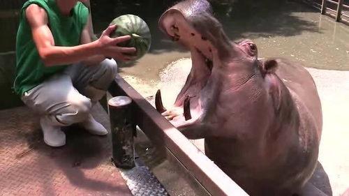 夸张手法吃瓜,吃瓜群众如何演绎夸张传奇