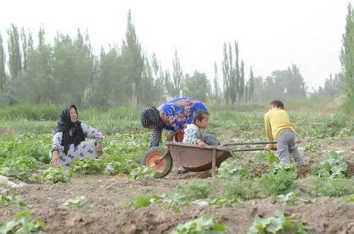 吃瓜群众沙漠,揭秘吃瓜群众眼中的神秘绿洲