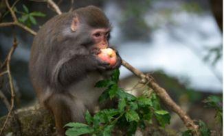 韩城吃瓜猴图片,揭秘当地独特美食文化