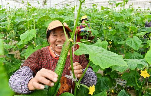 南京谷里吃瓜,夏日炎炎，吃瓜群众的欢乐盛宴