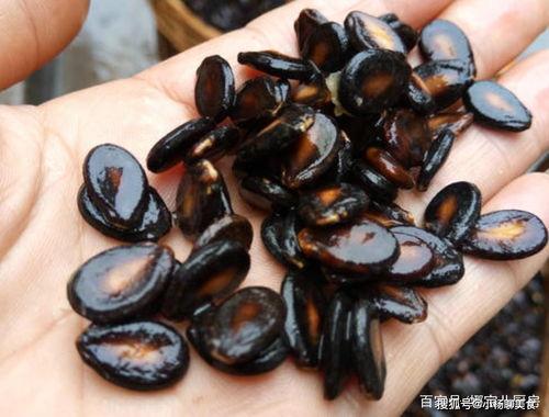 听瓜吃瓜子图片,听瓜吃瓜子的悠闲时光