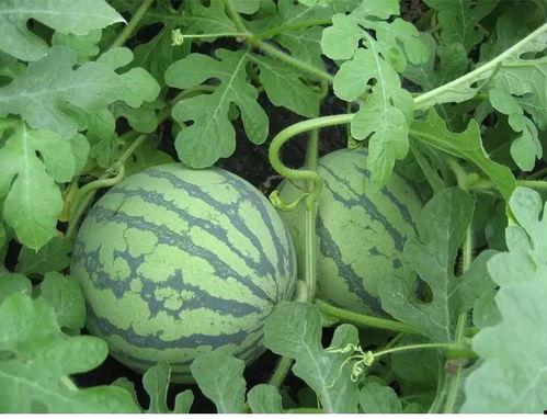 火爆吃瓜唐青青,唐青青的娱乐风云录