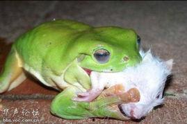 青蛙看热闹吃瓜,一场夏日乡村的欢乐盛宴