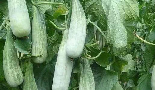 甜瓜种植大瓜吃小瓜,大瓜丰收，小瓜共享的种植智慧