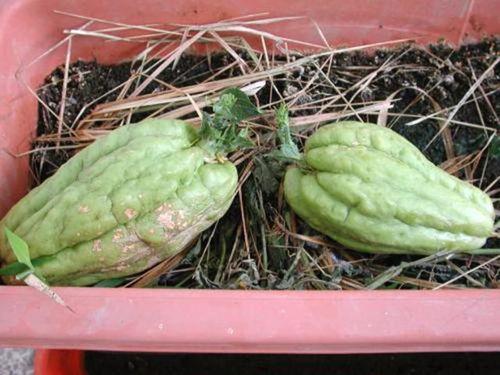 月经可以吃葫芦瓜,葫芦瓜助你健康养生