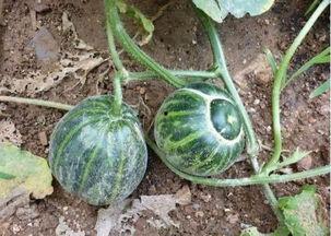 ruby不会飞吃瓜,不会飞却吃瓜的奇妙之旅