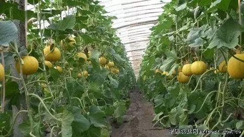 放心吃瓜文章,揭秘网络舆论背后的真相与误区