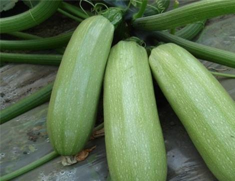 痛风可以吃阳瓜,天然食疗新选择