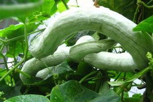 蛇瓜要去皮吃吗,是否需要去皮，揭秘健康美味之道