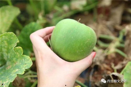 吃梨瓜长肉么,吃梨瓜真的会长肉吗？揭秘水果热量与体重关系