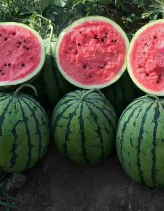 吃瓜有多好玩,揭秘网络热议背后的趣味与智慧