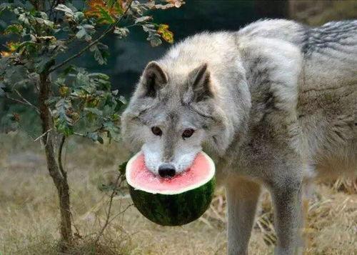 吃瓜獐头鼠目,揭秘吃瓜獐头鼠目的神秘面纱