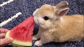 兔子吃蓬瓜,兔子们的美食之旅