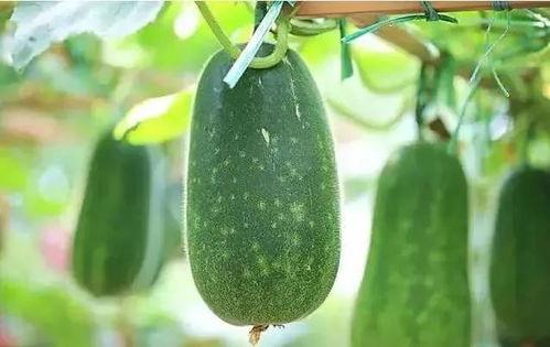 什么叫有瓜吃,揭秘“有瓜吃”背后的网络流行语现象