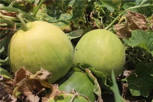 黄饱湾吃瓜,一场夏日里的欢乐盛宴