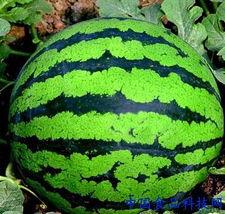 看瓜管吃吗,揭秘网络舆论场中的“吃瓜群众”现象