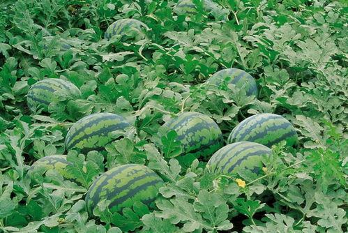 吃瓜群仿生社,揭秘虚拟社交生态的奇妙世界