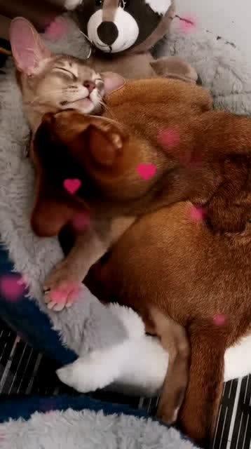 猫舍友吃瓜,猫舍友的瓜田奇遇记