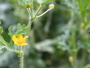 高段位吃瓜群众,幕后真相大揭秘