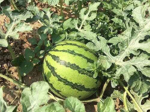 特别吃瓜43,一场令人捧腹的娱乐盛宴